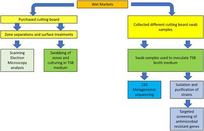 A Field Study Into Hong Kong’s Wet Markets: Raised Questions Into the Hygienic Maintenance of Meat Contact Surfaces and the Dissemination of Microorganisms Associated With Nosocomial Infections